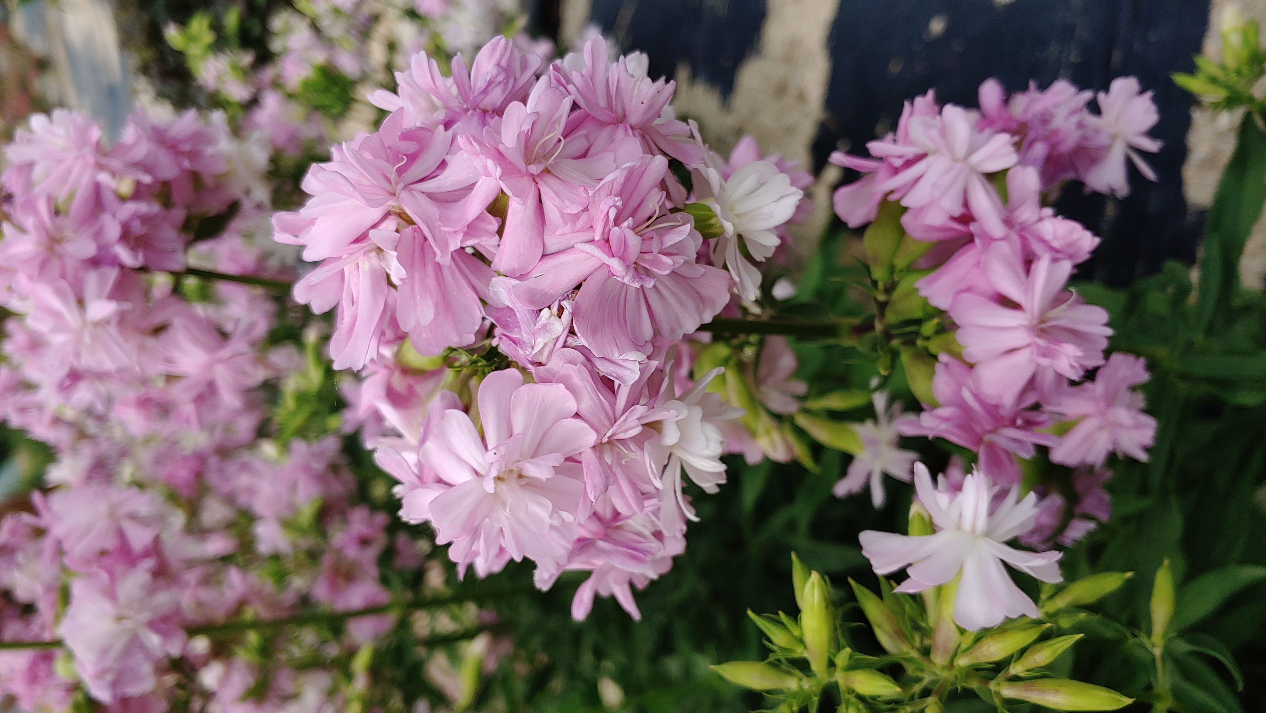 Saponaria officinalis 'Rosea Plena'